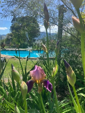 En have med swimmingpool og en lilla irisblomst.
