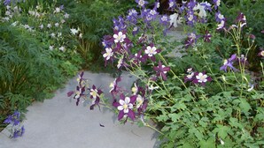 Una cabana de fusta amb un porxo i un jardí ple de flors morades.