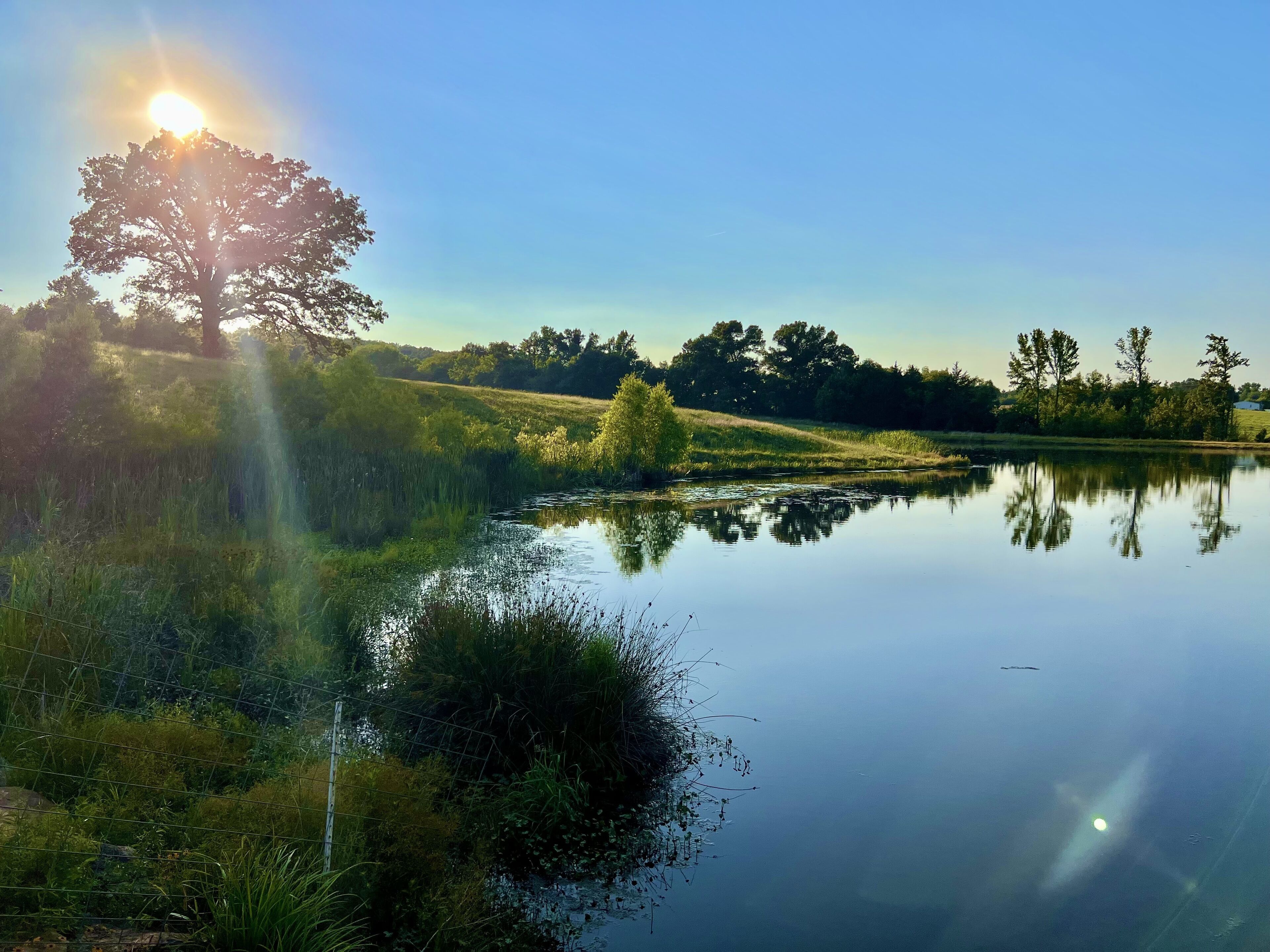 Un paisaje sereno con un lago tranquilo que refleja árboles y el sol.