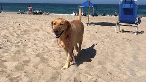 Ein Strand mit einem Hund, der am Sand entlangläuft.