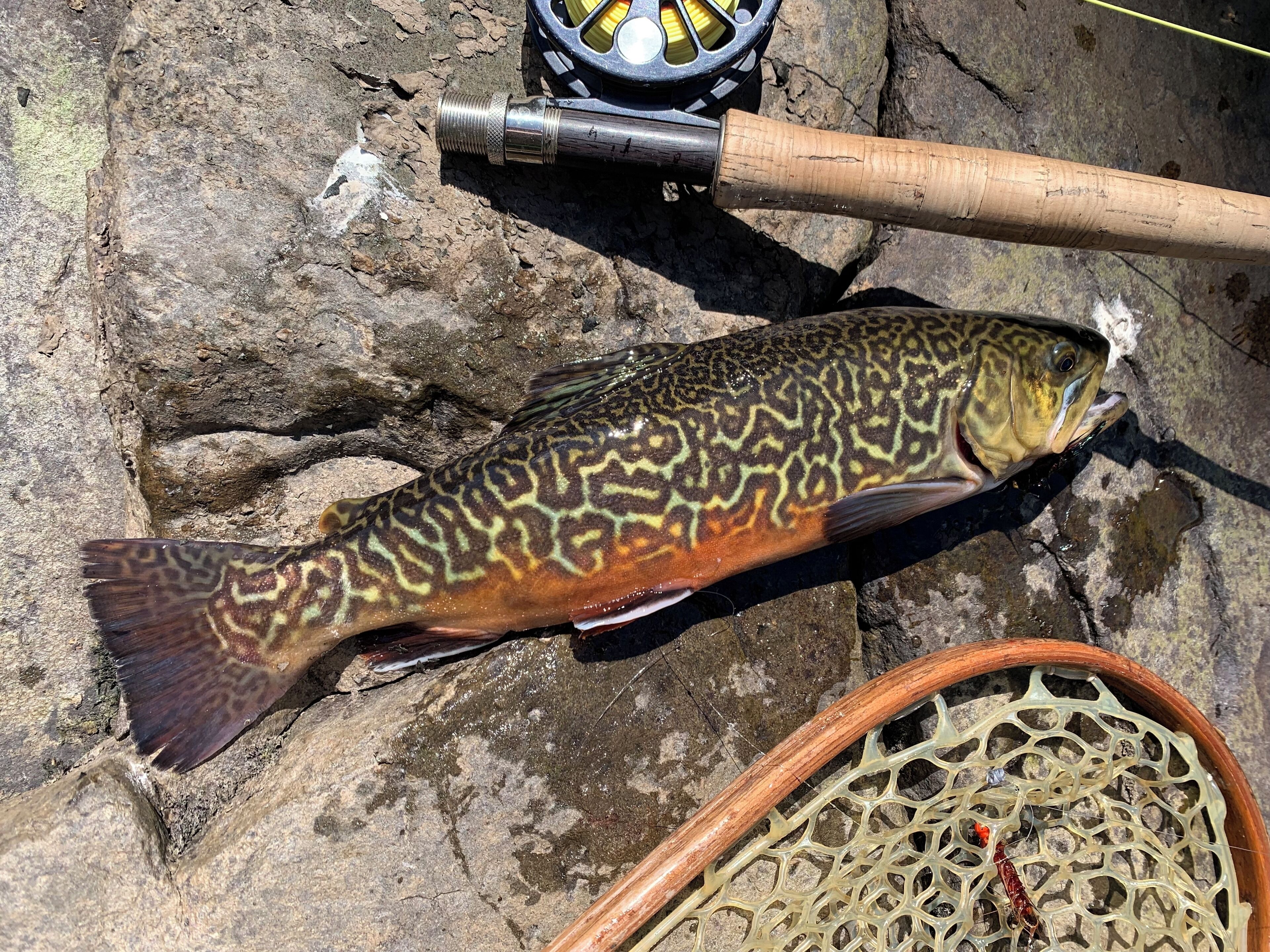 Un pesce su una roccia, con attrezzatura da pesca nelle vicinanze.