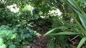 Un sendero en un jardín bordeado por follaje denso y un muro de piedra.