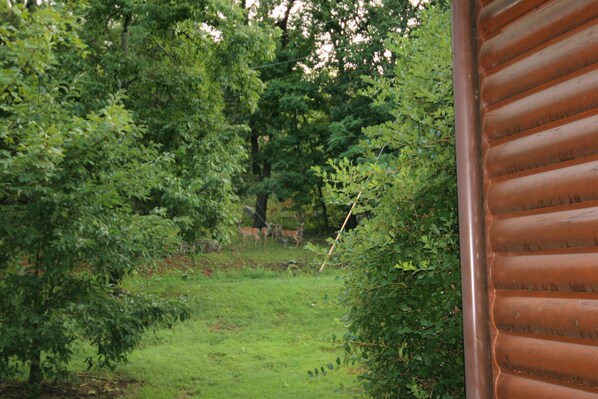 Ein Blick auf einen üppigen, grünen Wald mit einem Pfad, der hindurchführt.