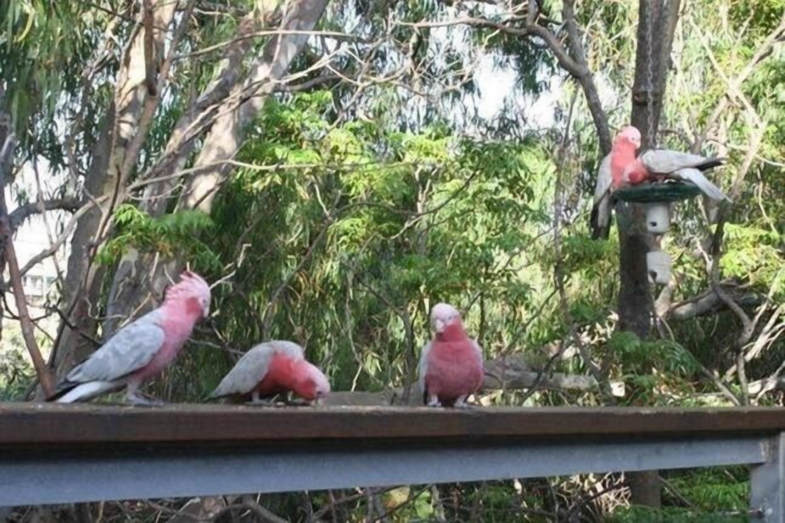 Three birds on a wooden ledge with a bird feeder in the background.