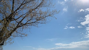 A beach with a tree in the foreground, a clear sky, and the ocean in the background.