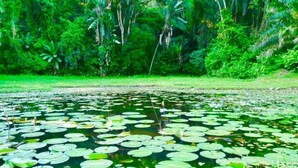 Een vijver met waterlelies, omringd door weelderige groene begroeiing.