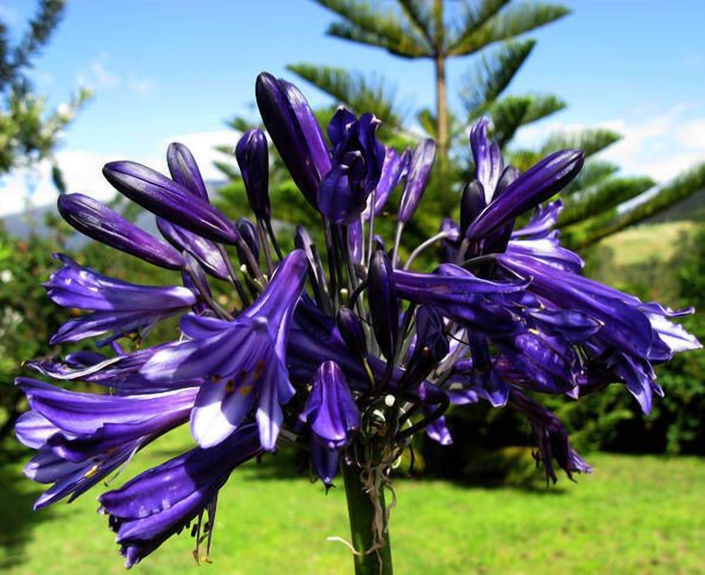 Toogooloowa on Davey 2 — image 20