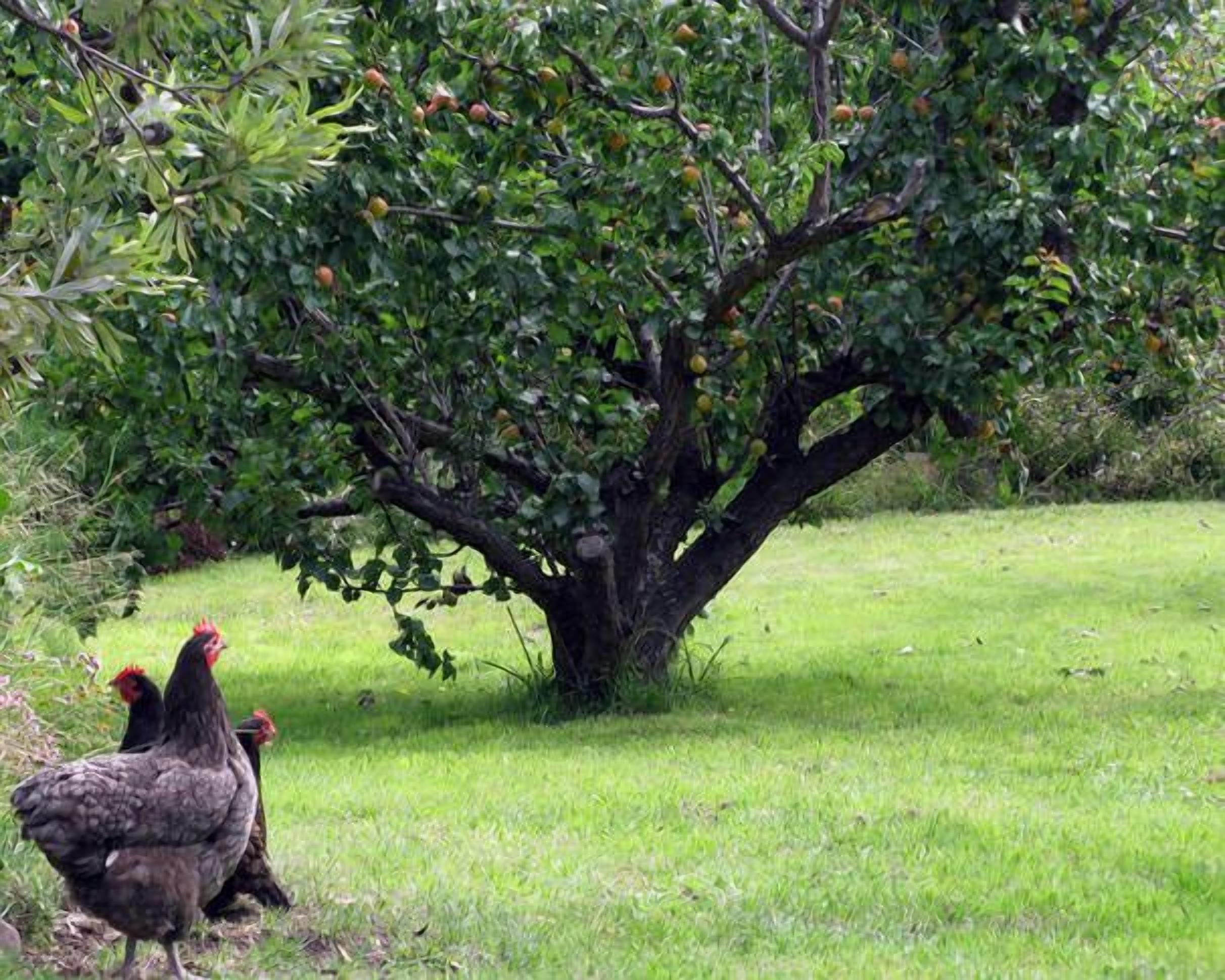 Toogooloowa on Davey 2 — image 21