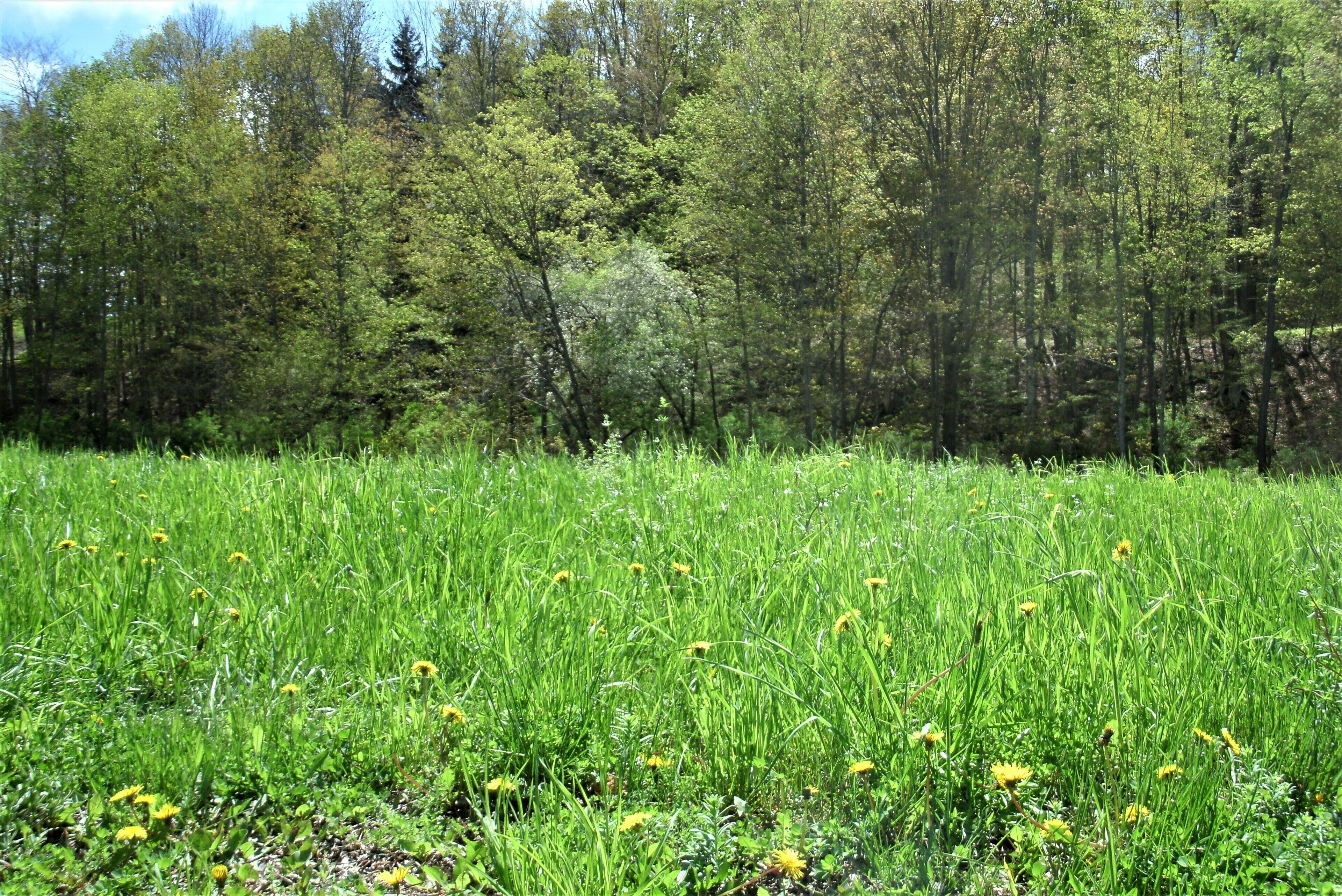 A natural landscape with a grassy field and a dense forest in the background.