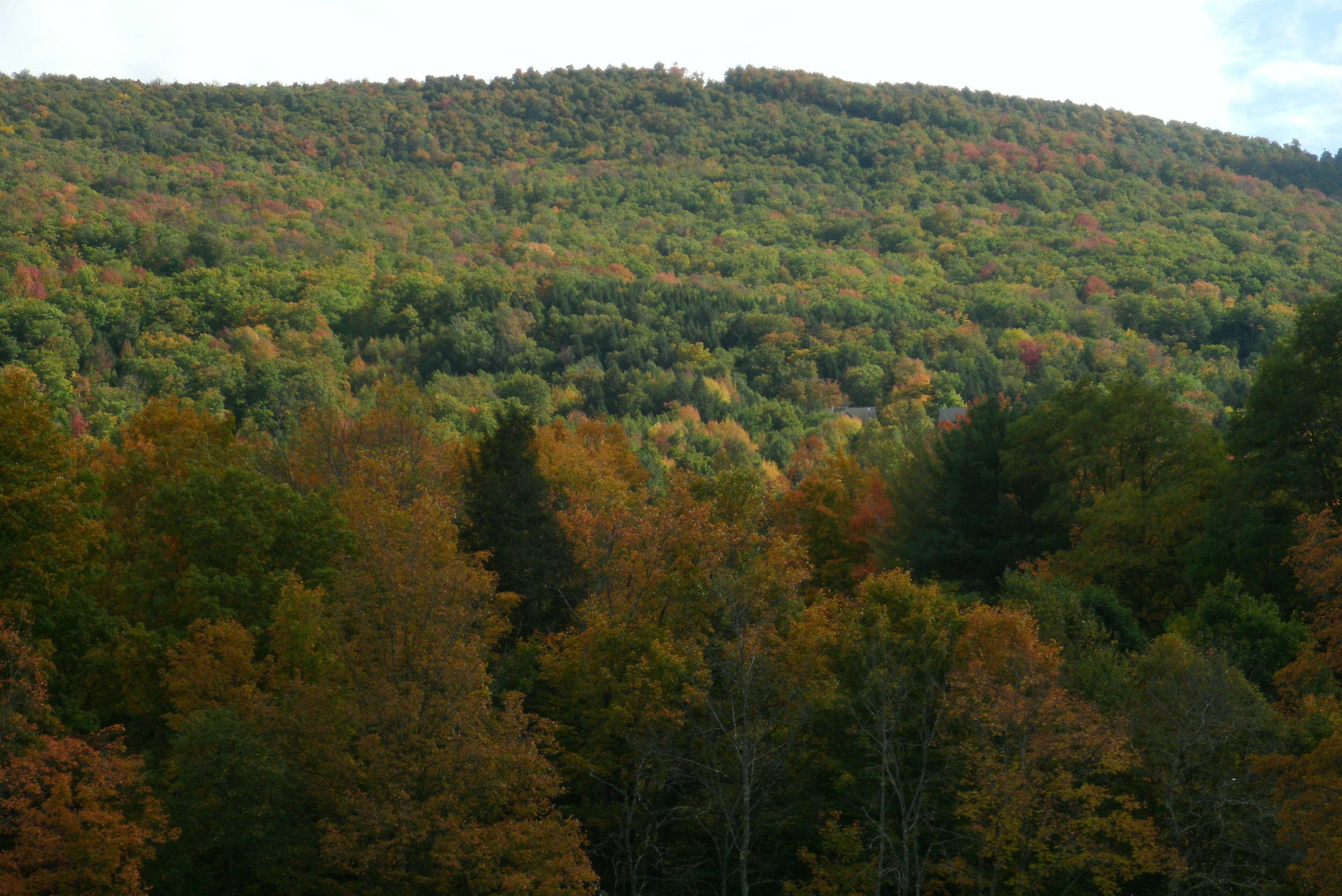 A forested hillside with dense tree coverage.