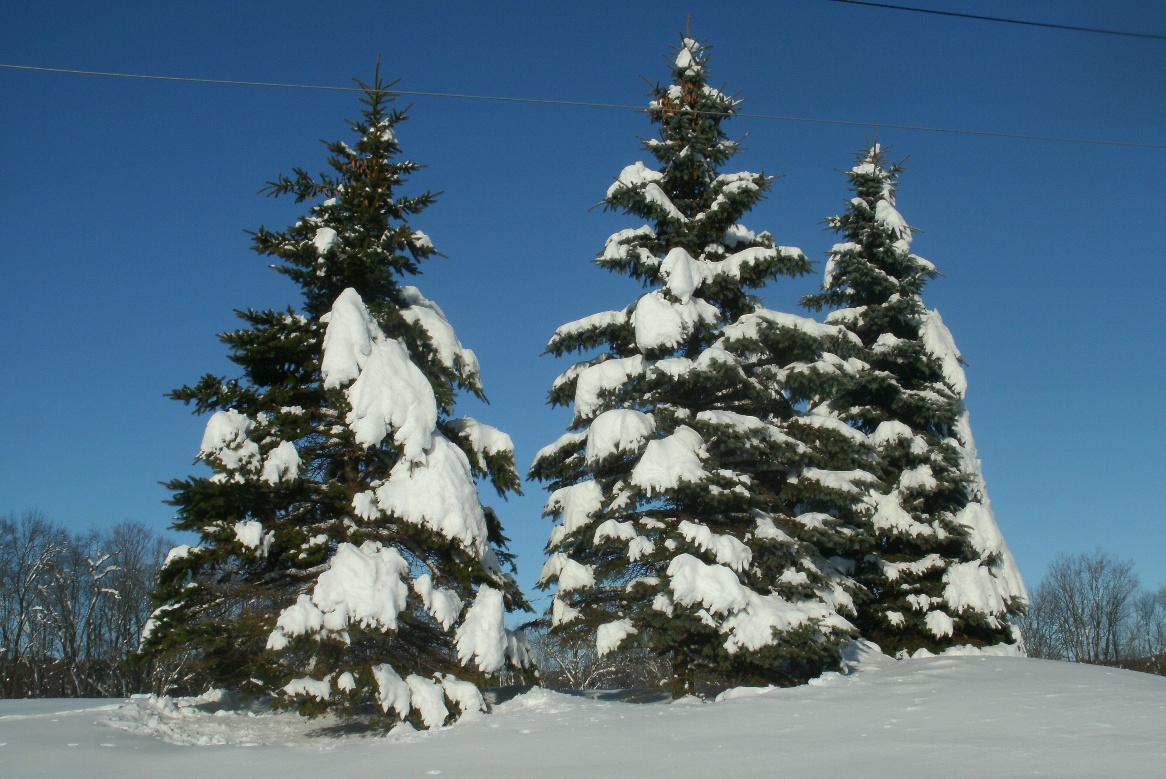 Duas árvores perenes cobertas de neve em uma paisagem nevada.