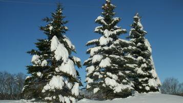 Duas árvores perenes cobertas de neve em uma paisagem nevada.