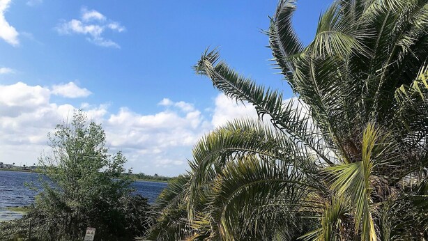 A coastal view with palm trees and a body of water.