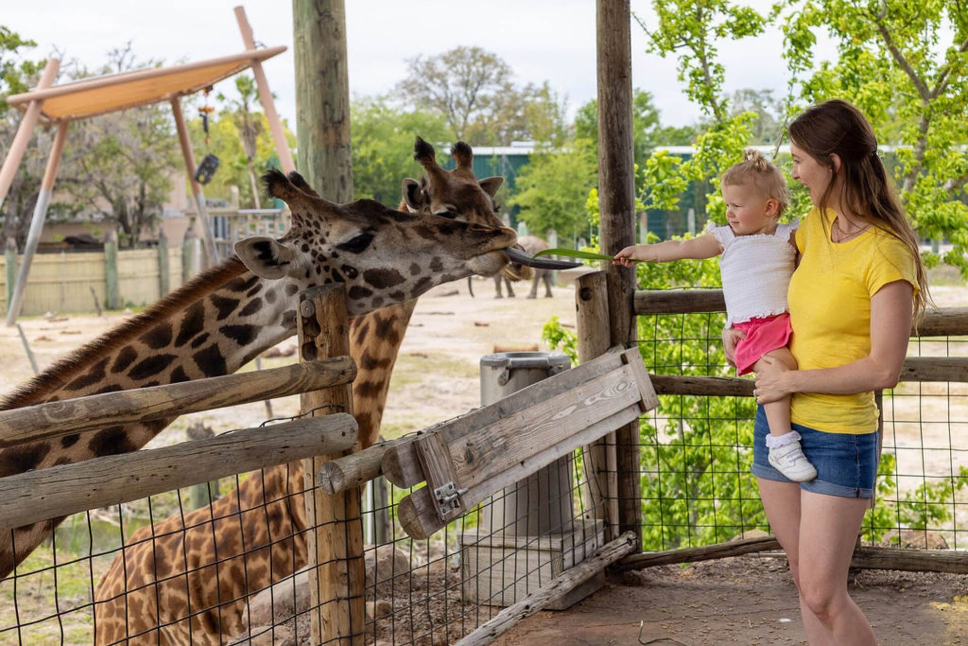 A person feeding a giraffe at a zoo enclosure.
