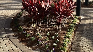 Ein gepflasterter Weg mit einem Blumenbeet aus roten Pflanzen, Palmen und einem weißen Zaun mit Sitzgelegenheiten.