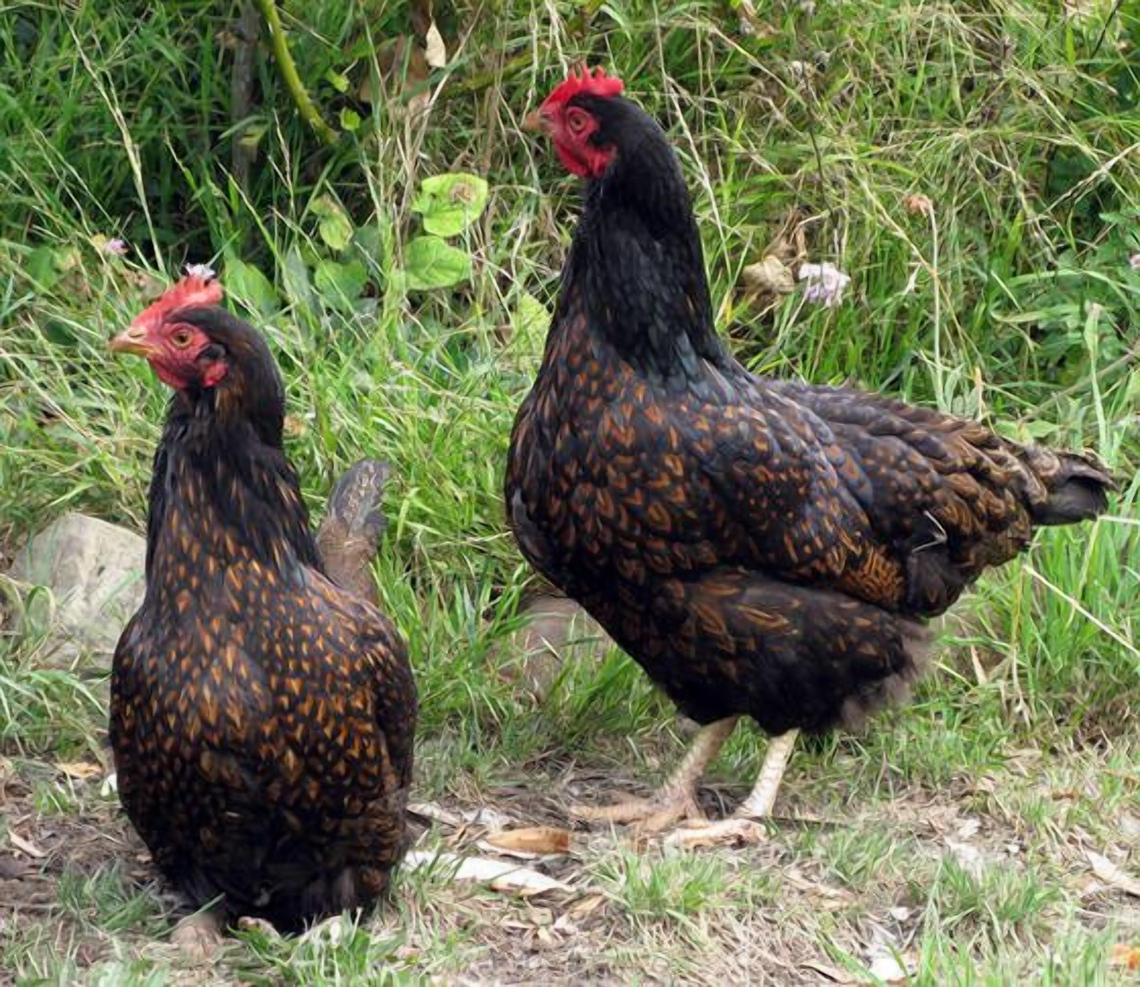 Toogooloowa on Davey 3 — image 21