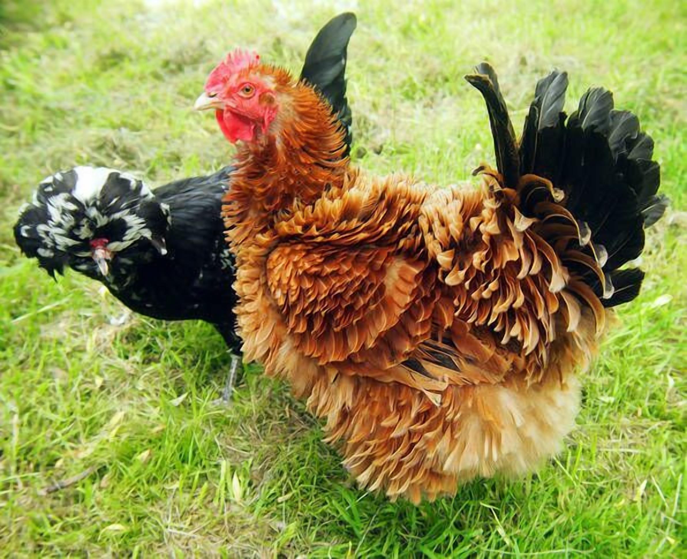 Toogooloowa on Davey 3 — image 11