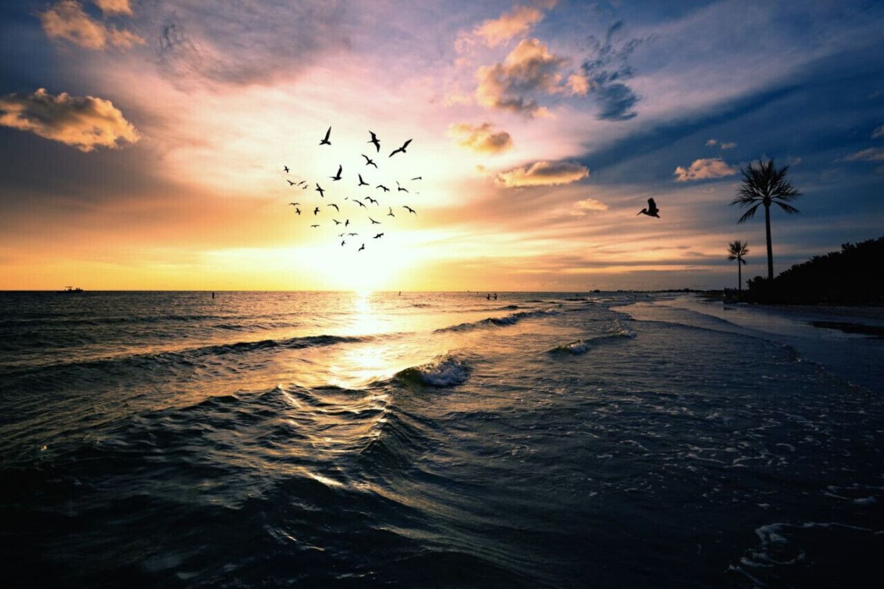 Escena de playa con olas, un atardecer y palmeras.