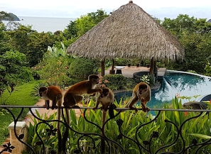 Property grounds - Villa Bella Vista:  Views, Privacy & Beach Proximity, We Have It All Right Here (manuel antonio)