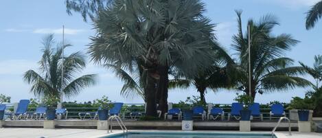 A pool area with blue lounge chairs and a large tree in the background.