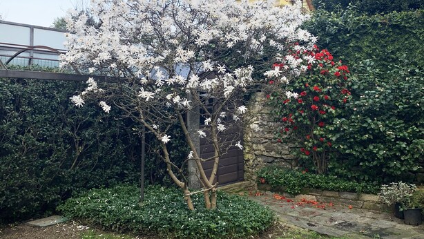 Un jardín con un árbol en flor, un muro de piedra y un seto.