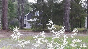 A house surrounded by tall trees and a field of white flowers. - Little Sweden, that's what we call the place where the house is located in the High Coast area. (Resele)