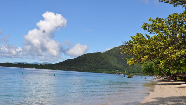 A beach with clear water, a sandy shore, and a tree on the right.