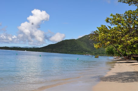 A beach with clear water, a sandy shore, and a tree on the right.