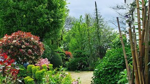 A garden with various plants and a gravel path.