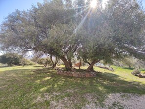 A large tree with a stone base, surrounded by grass and other trees in a sunny outdoor setting. - Sa Carruba - Typical rural house surrounded by greenery with panoramic views (Dorgali)