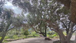 Un espace recouvert de gravier, avec un hamac suspendu sous un grand arbre, entouré de verdure et délimité par un mur de pierres.