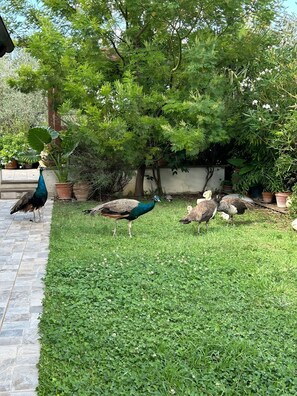 Property grounds - A Corner of Paradise in Mystic Umbria with Private Pool (Collemancio)
