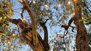 A large tree with string lights in a courtyard.
