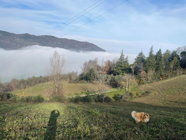 Un chien dans un champ d’herbe, avec une chaîne de montagnes en arrière-plan et des lignes électriques.