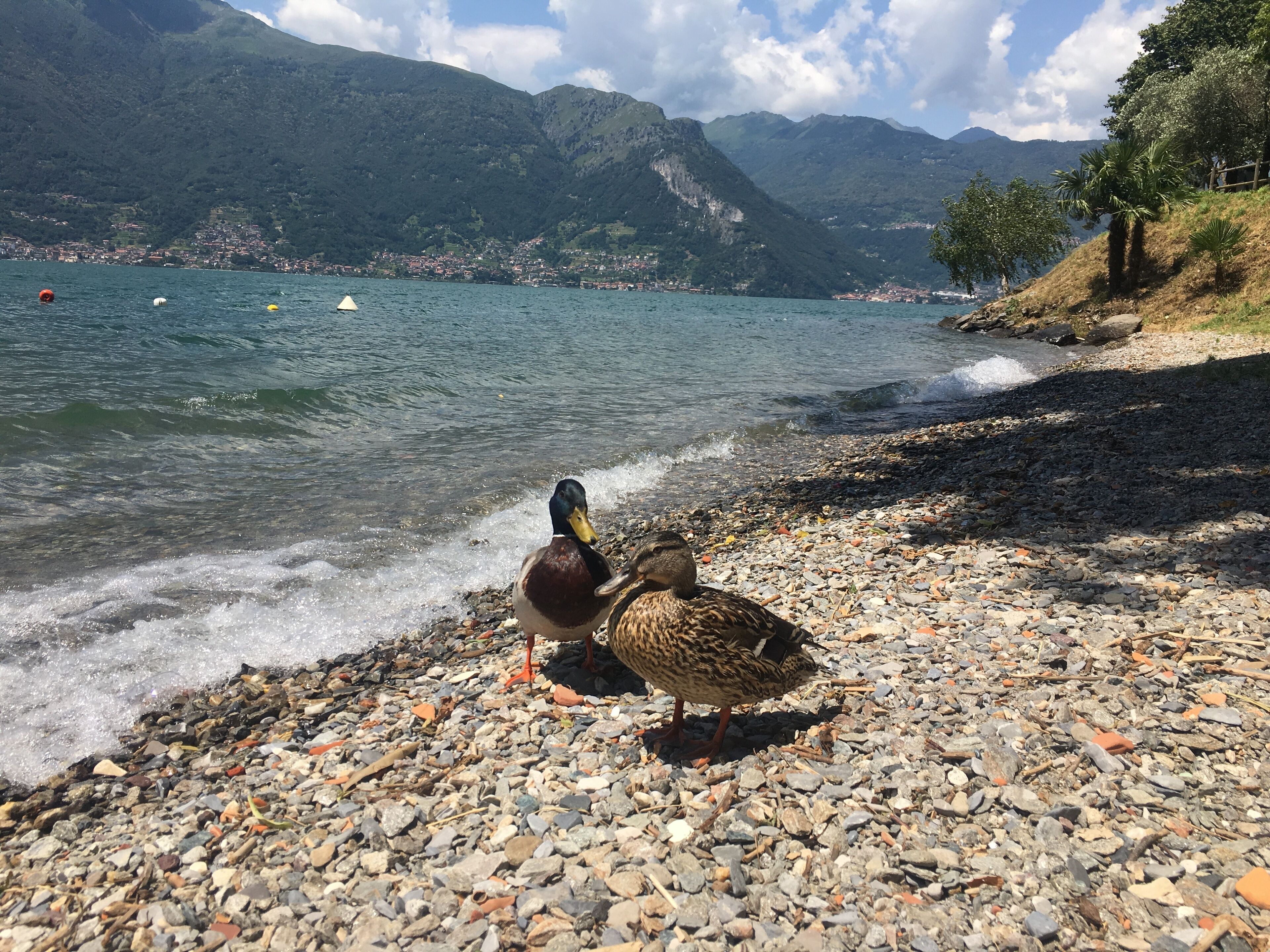 Dos patos en una orilla pedregosa con un lago y montañas al fondo.