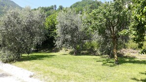 A grassy area with trees and a clear sky.