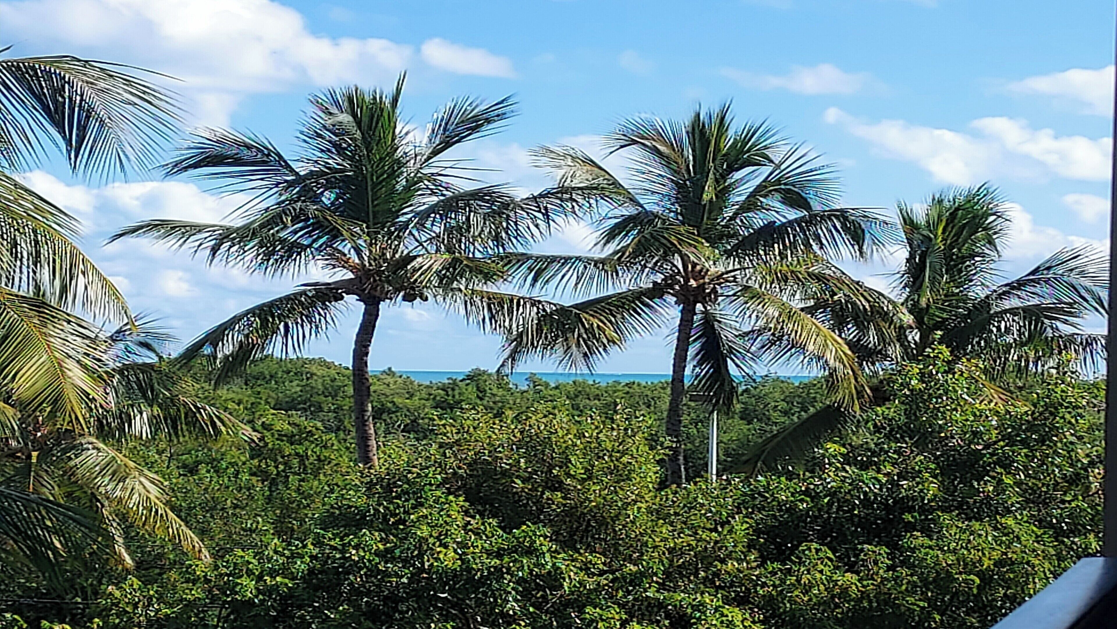 A tropical landscape with palm trees and dense greenery.
