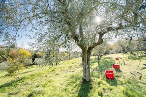 Property grounds - Old farmhouse surrounded by olive groves, near the village, 5 places, floor1,with swimming pool (Monte San Savino)