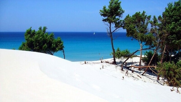 Een zandstrand met bomen en een heldere blauwe zee.