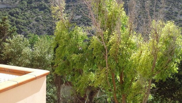 Vista de un paisaje montañoso con abundante vegetación y árboles en primer plano.