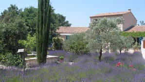 A garden with lavender fields, a tall cypress tree, and a building with a tiled roof. - Bed & Breakfast in a Farmhouse- air conditionned - Lacoste (Lacoste)