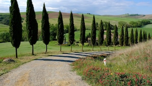 A gravel path leading through a rural landscape with rows of tall cypress trees and a clear blue sky. - INDEPENDENT VILLA WITH POOL IN THE HEART OF TUSCANY (San Giovanni d'Asso)