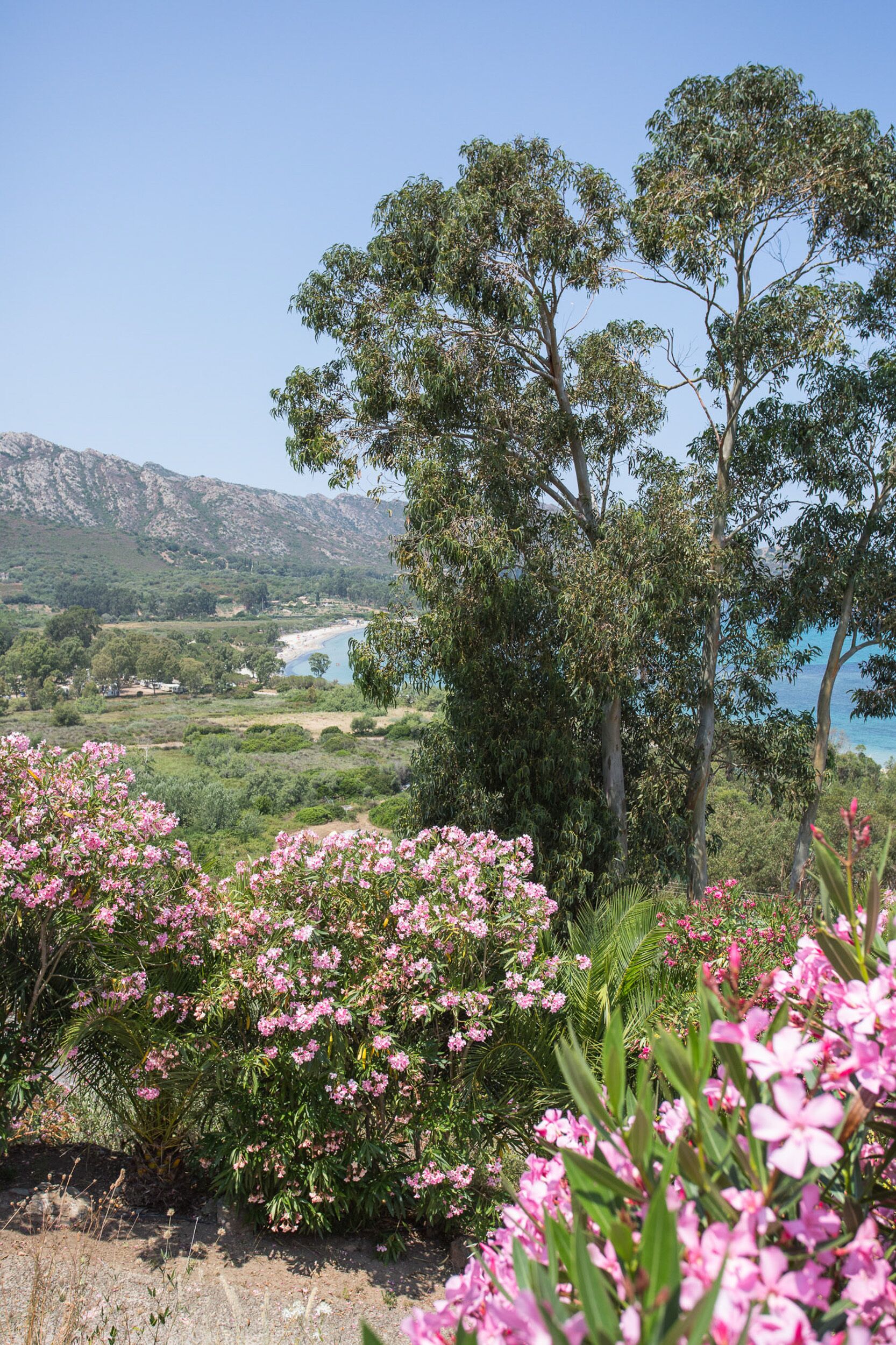 Un paisaje con árboles y flores rosadas, una masa de agua y montañas distantes.
