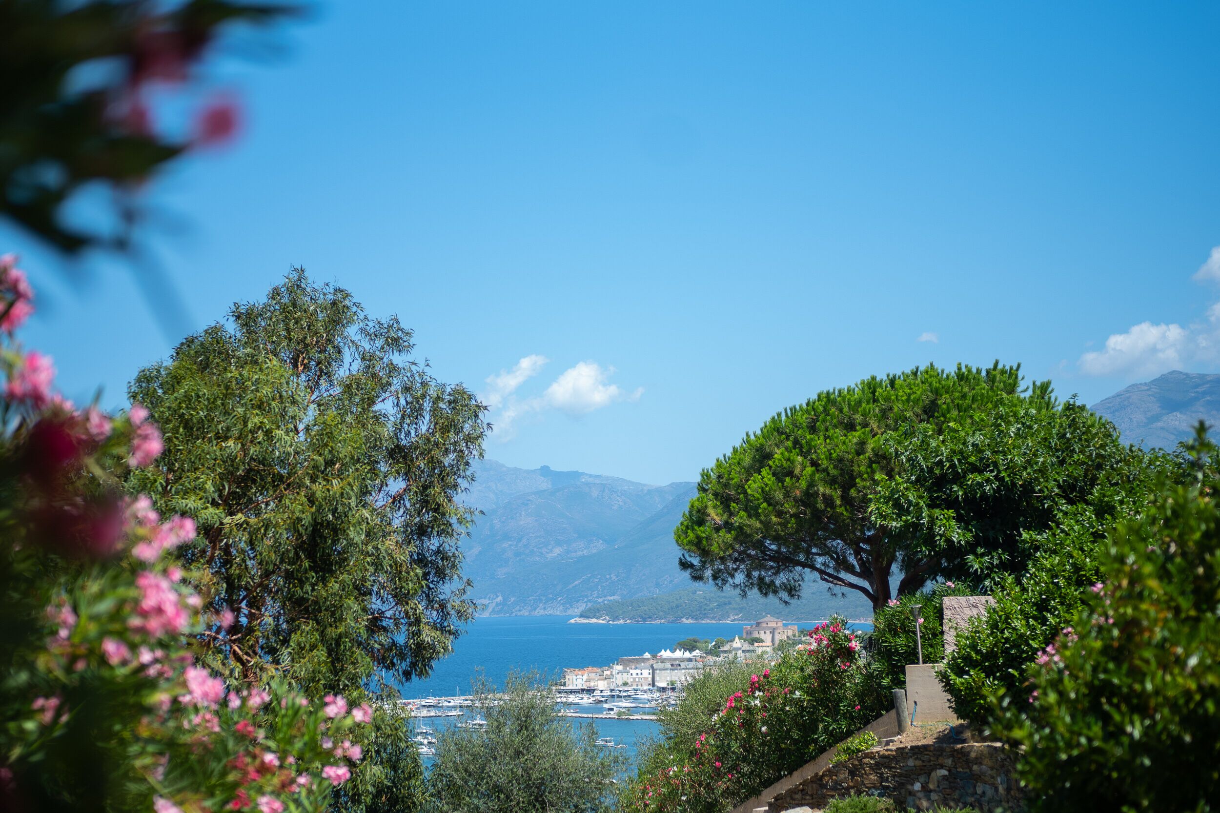 A coastal town with a prominent tree, clear blue sky, and a view of the sea.
