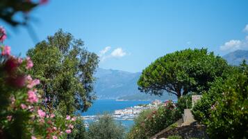 A coastal town with a prominent tree, clear blue sky, and a view of the sea.