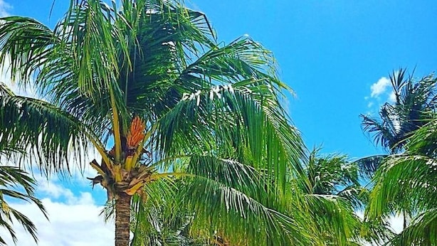 Ein Strand mit Palmen und blauem Himmel.