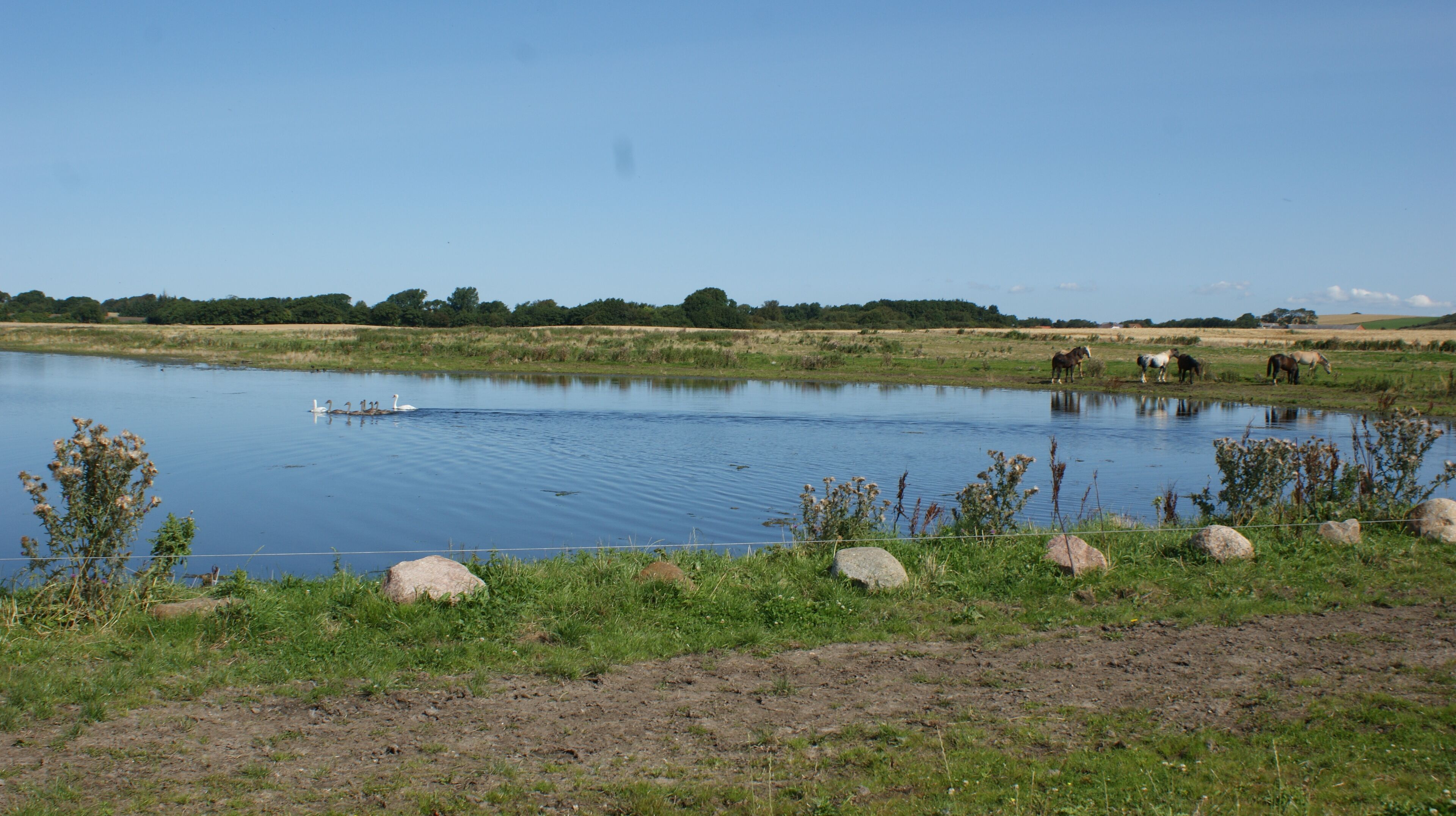 Een rustig landschap met een vijver, paarden die op de achtergrond grazen, en een helderblauwe lucht.