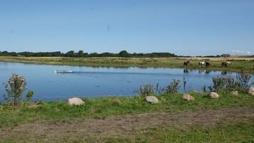 Een rustig landschap met een vijver, paarden die op de achtergrond grazen, en een helderblauwe lucht.