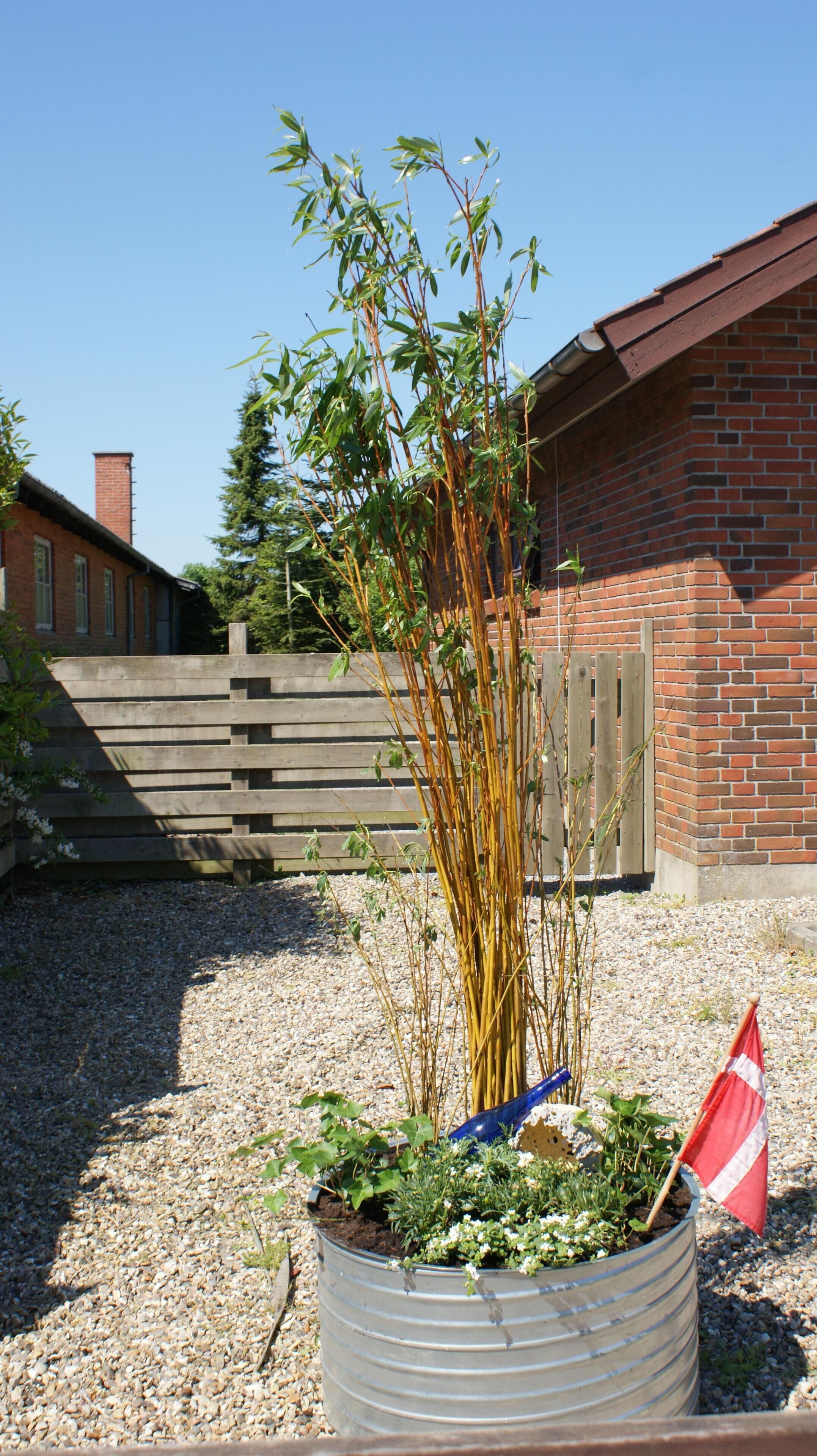 Ein Garten mit Bambuspflanze in einem Metalltopf, einem Holzzaun und einer schwarz-weißen Flagge.