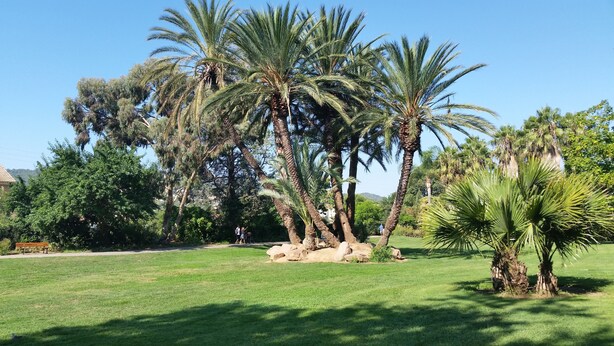 A well-maintained grassy area with several palm trees and a rock formation. - Very nice spacious and bright apartment T3 any comfort (terrace 25m2) (Hyères)